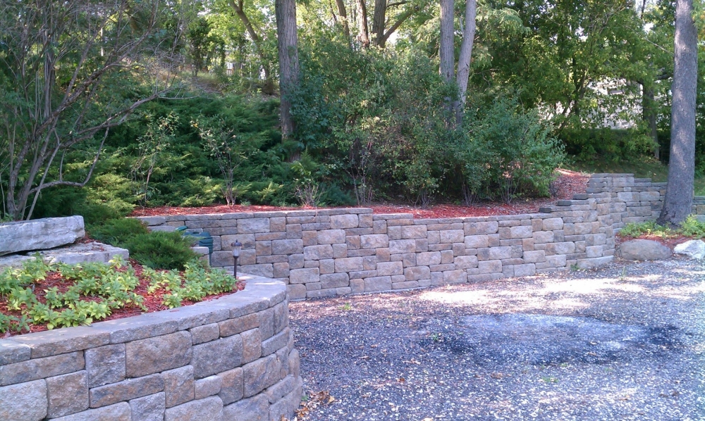 Retaining wall contains transplanted tree